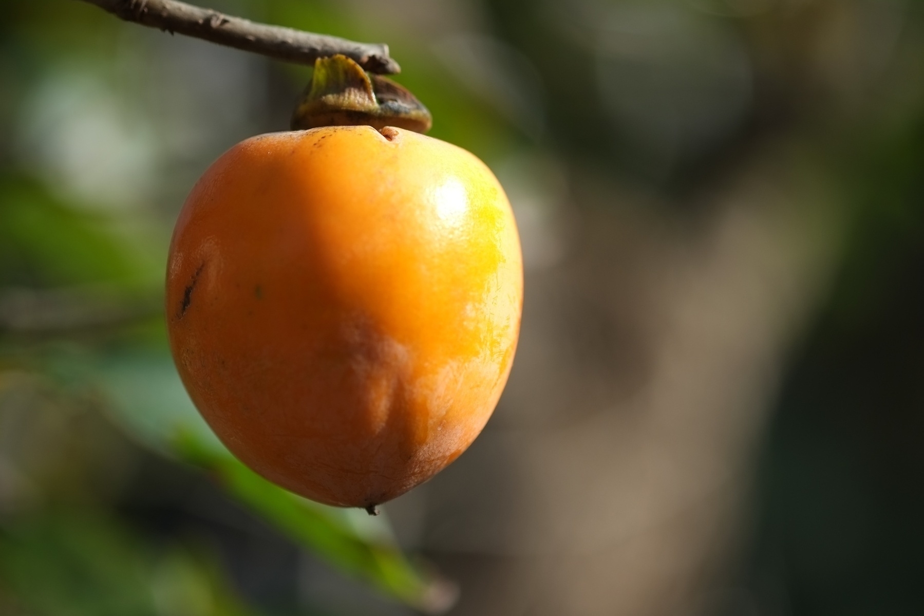 A single kaki persimmons fruit hanging from a tree. 