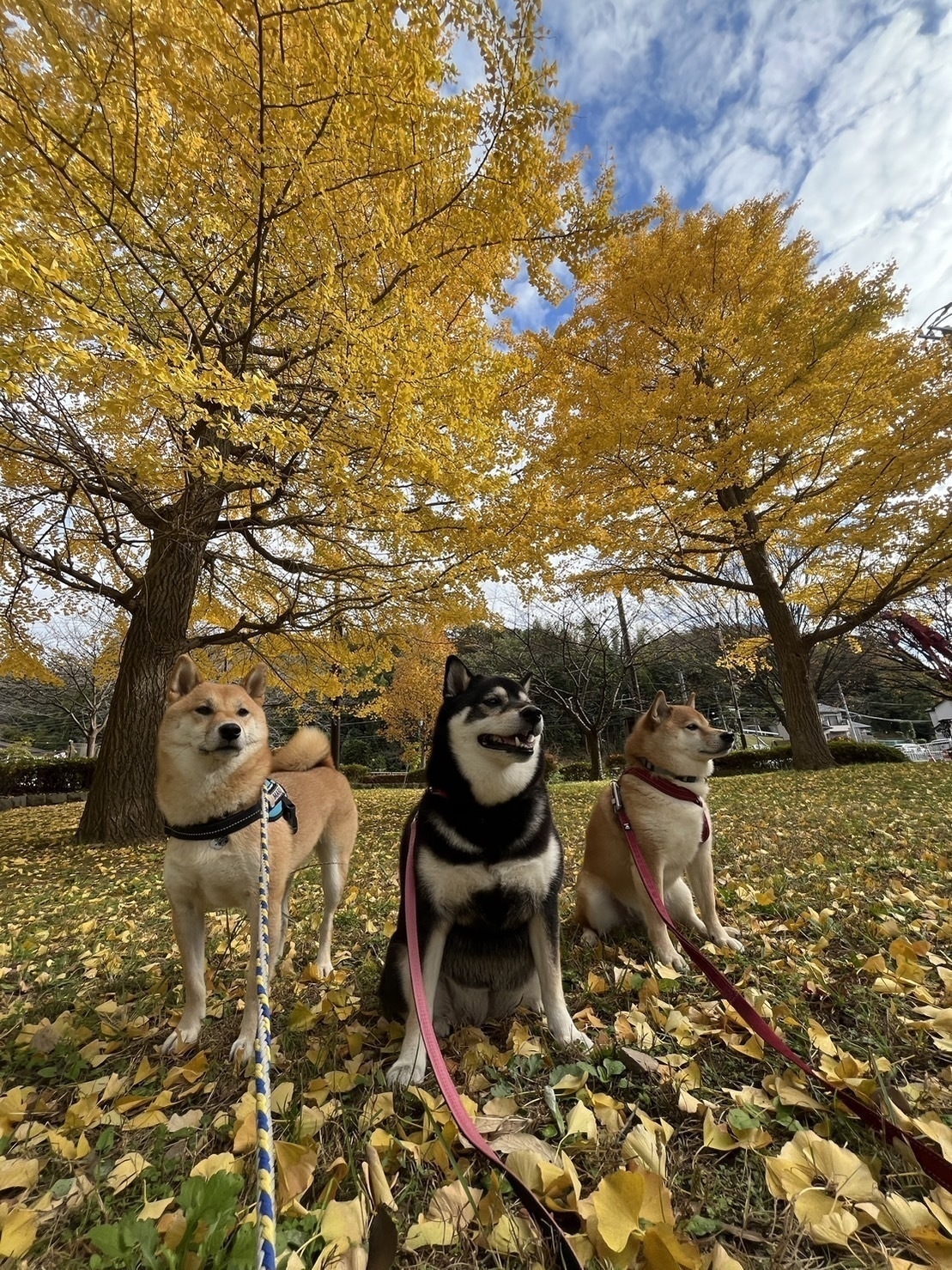 Three Shiba dogs in a park with fallen ginkgo leaves. 