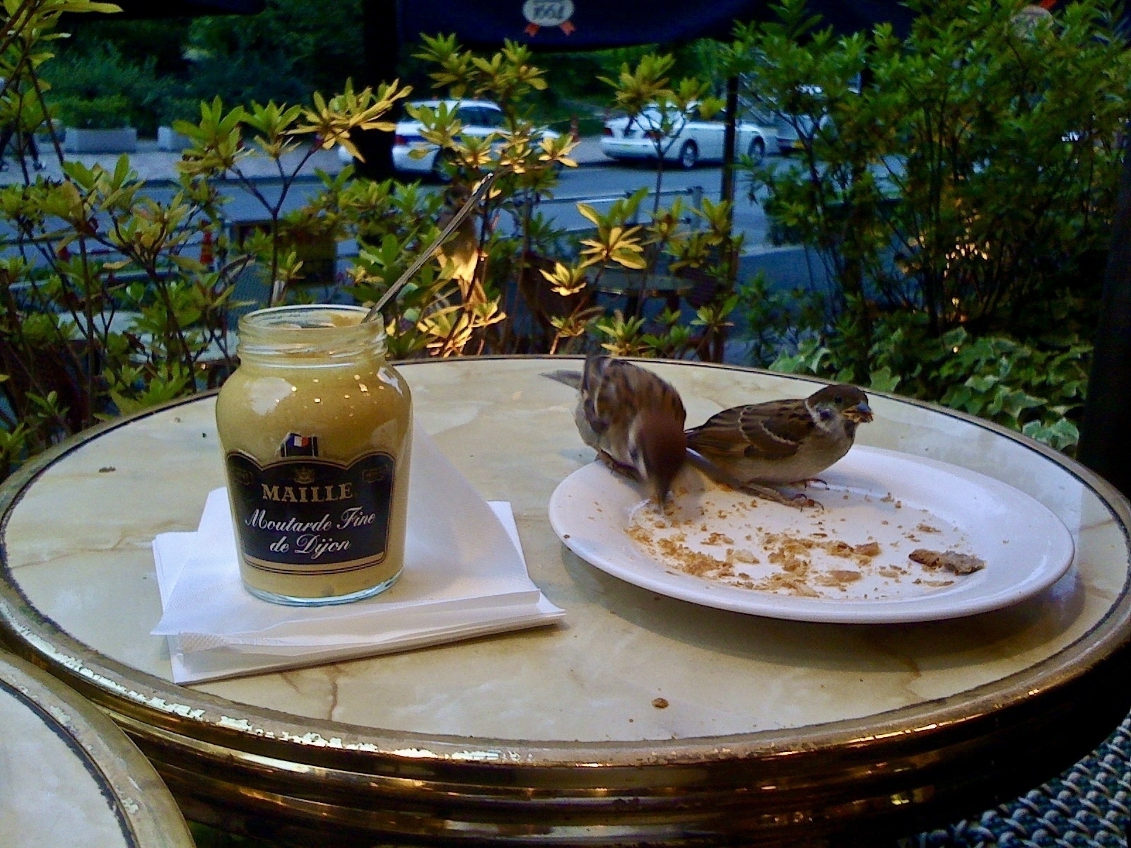 Birds on a plate eating the crumbs from a baguette, next to an open mustard jar, on a round table on a cafe terrace. 