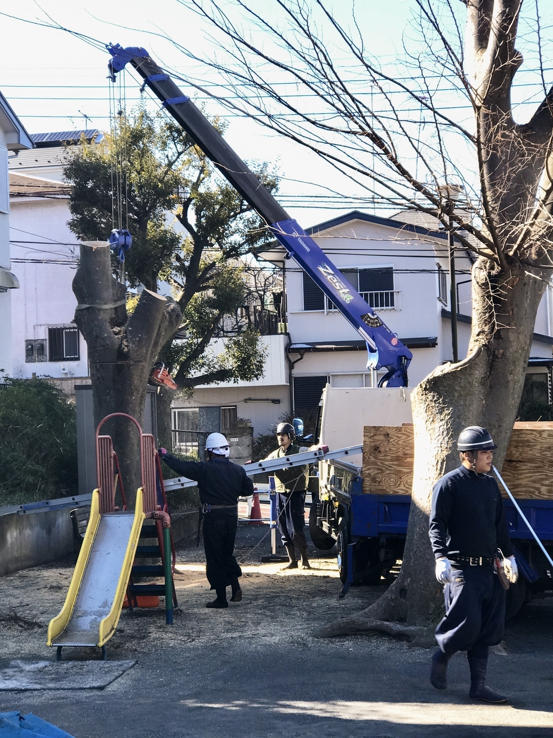 Public works workers cutting a tree in a local park, using a small purple crane and ladders to reach. 