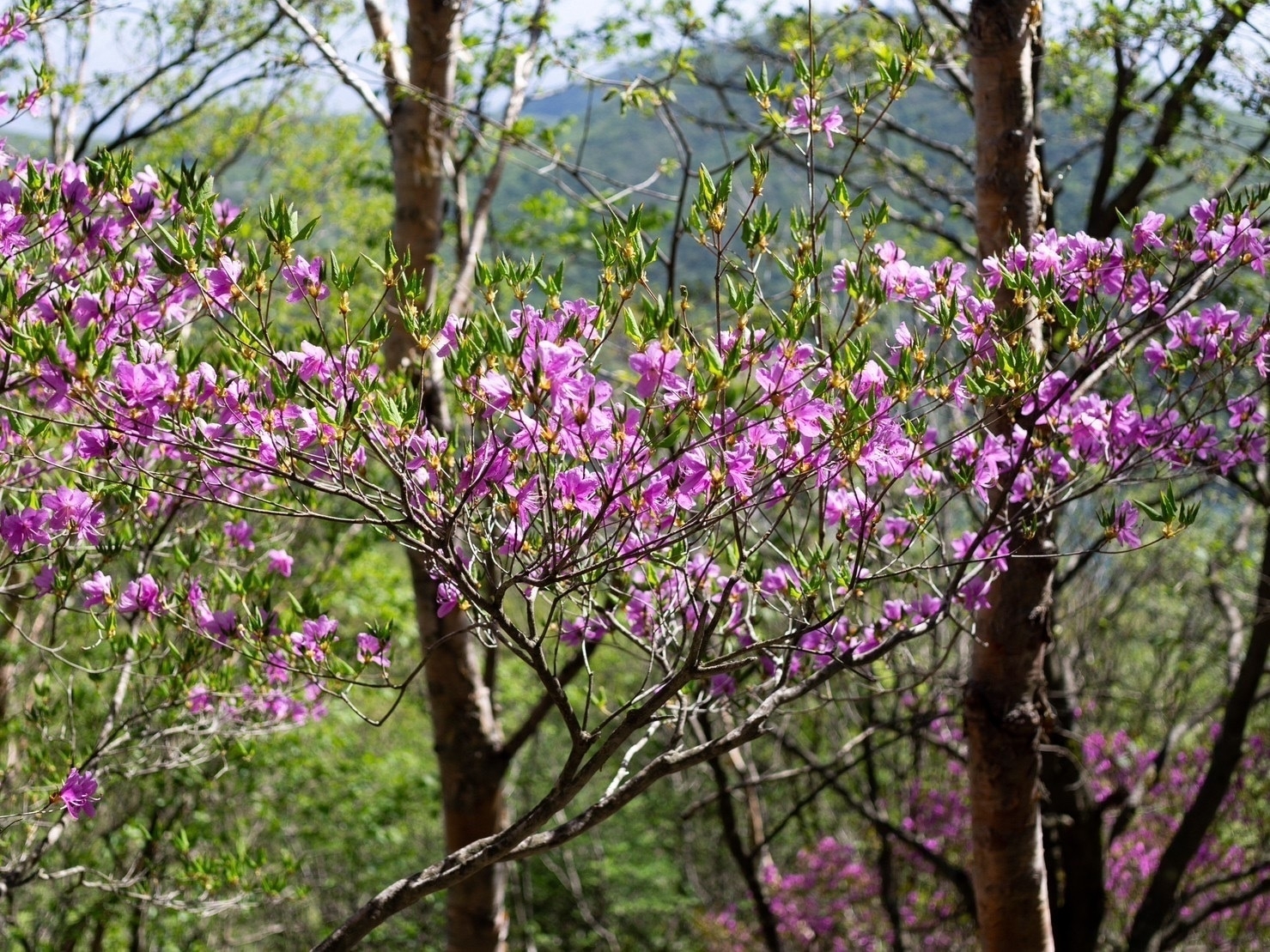 Flowering trees on Mt Kurobi