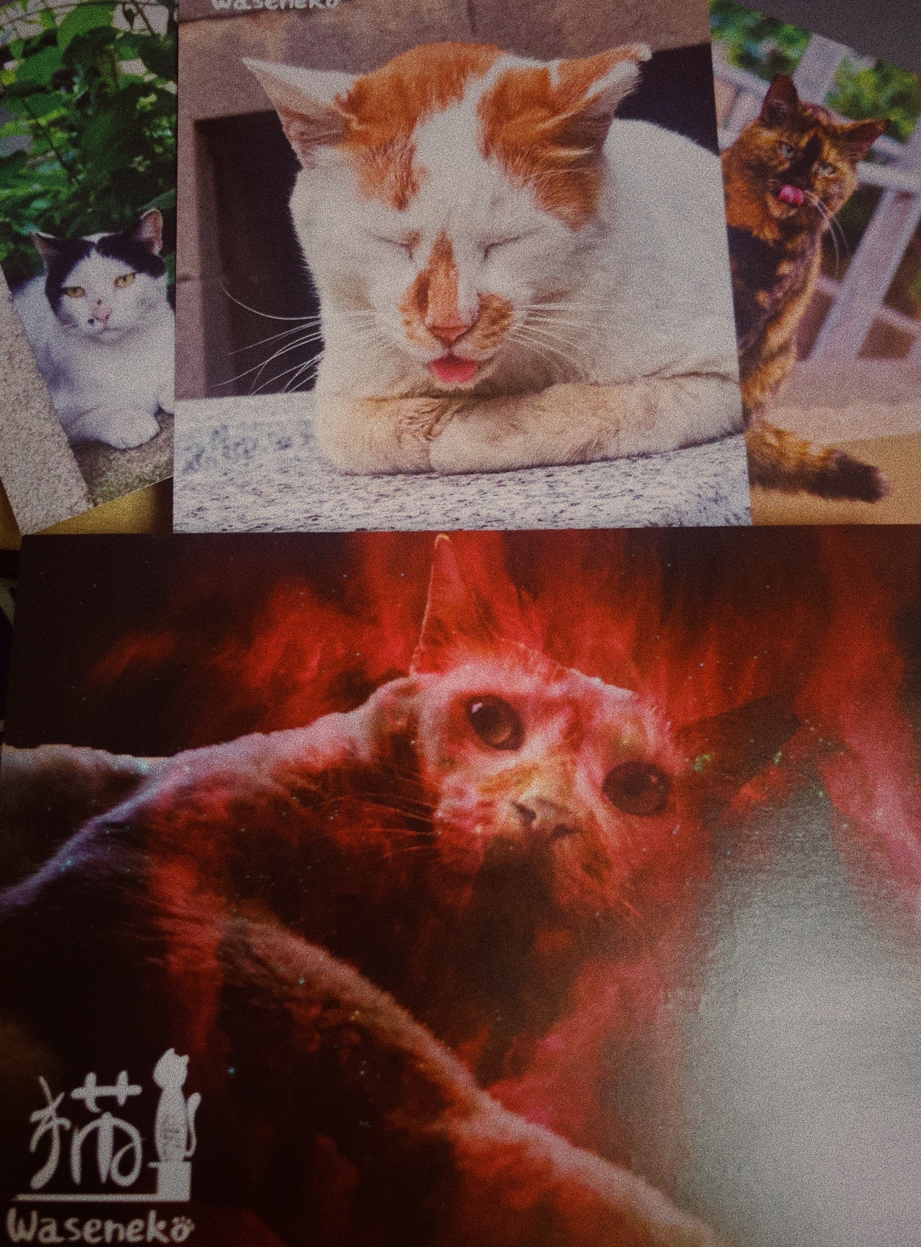 Waseneko Circle Cat Postcards 201811 (Cat is not on fire)