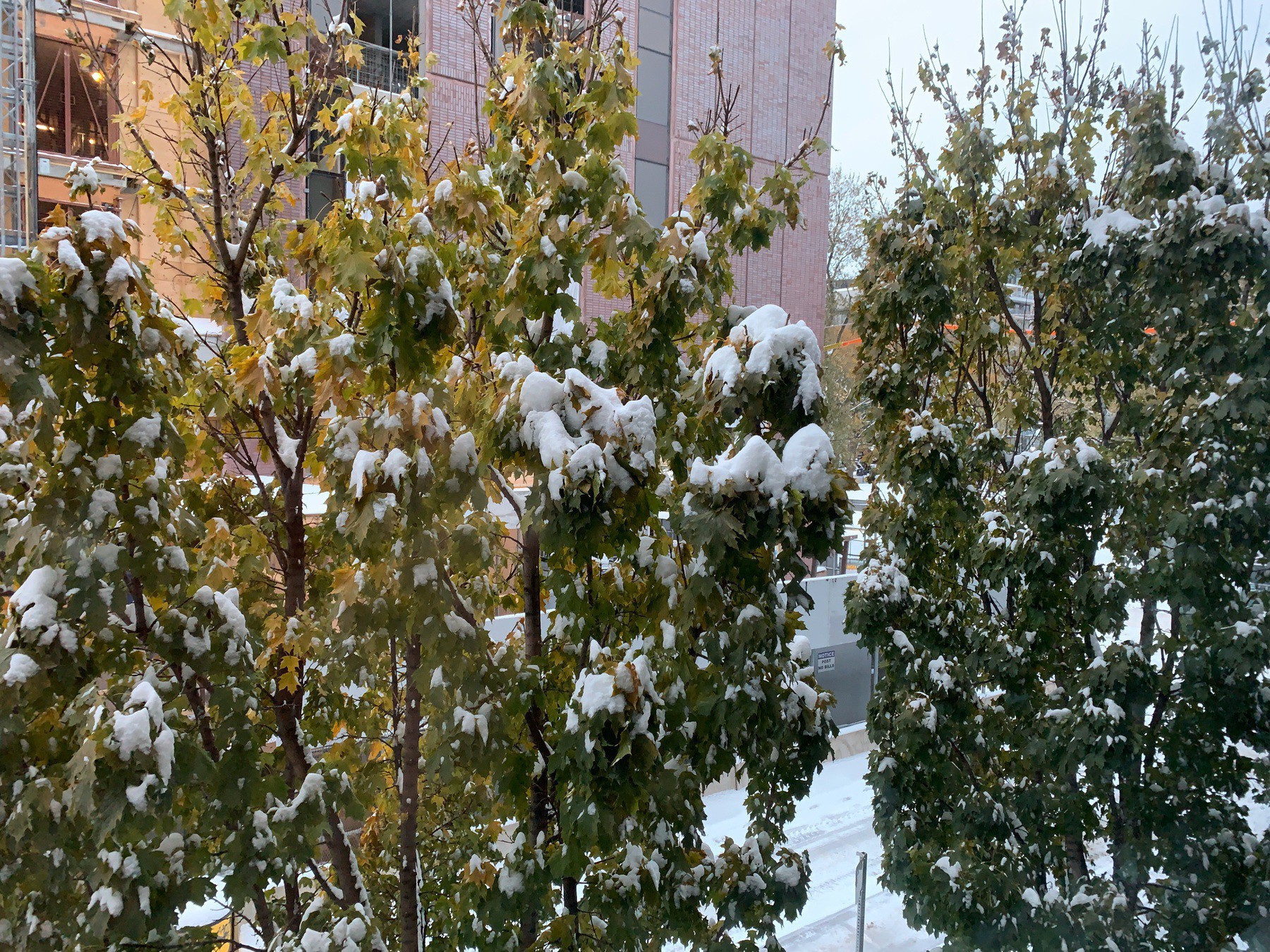 The trees outside my apartment are covered in snow. 