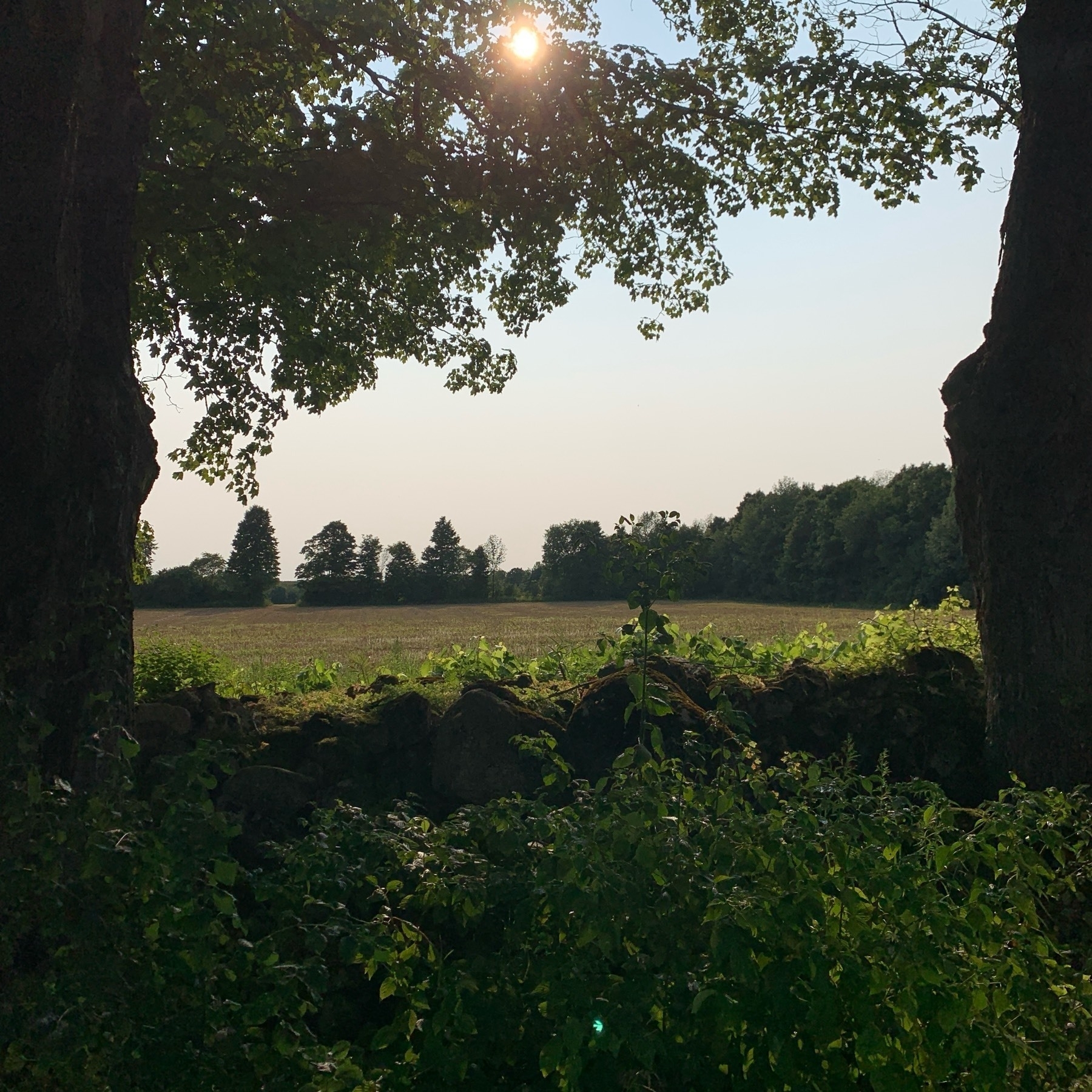 Looking through some trees at a farmer's field with the sun going down in the late afternoon.