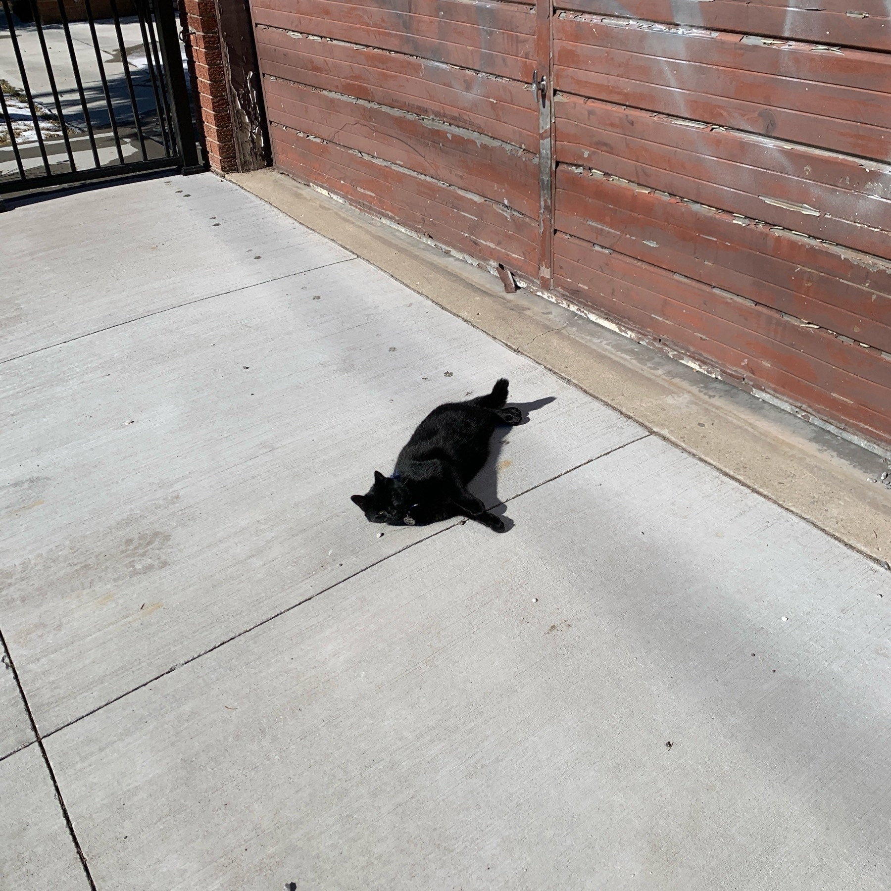 A random black cat sunbathing on a sunny winter day in Toronto.