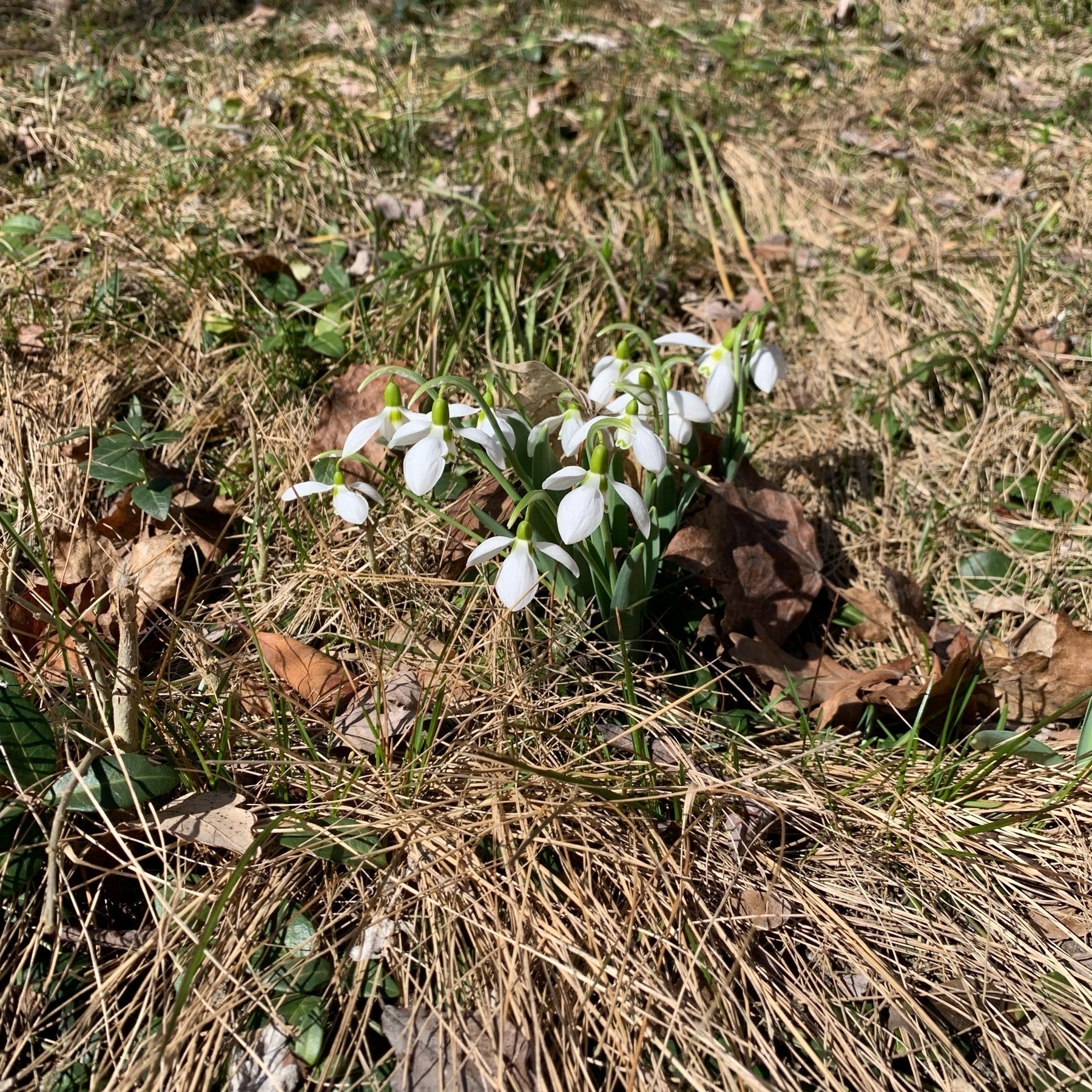 A group of snowdrop flowers among brown grass.