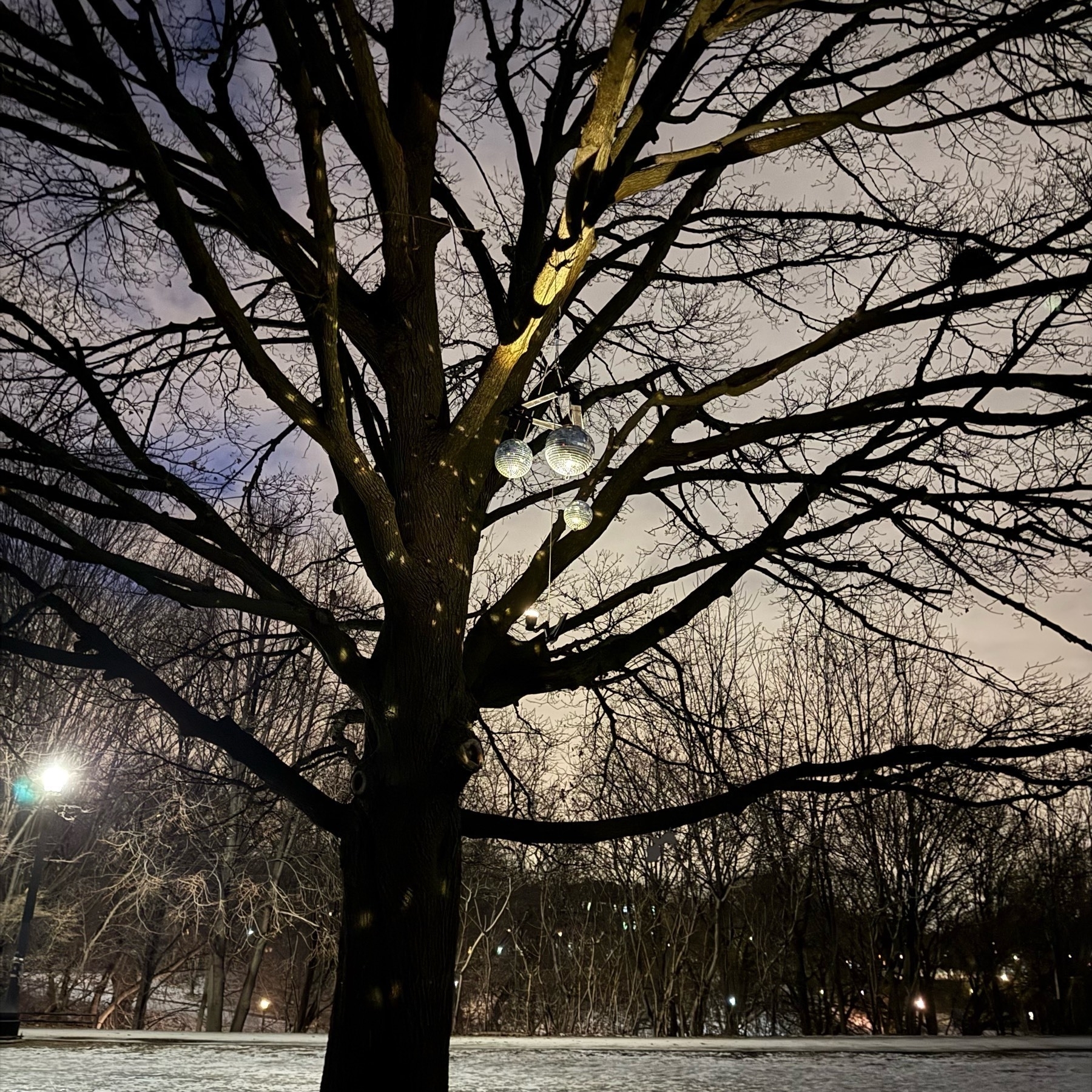 A tree at night, where a string connects a mirror ball and a light pointing up. The mirror ball is reflecting light onto the tree.