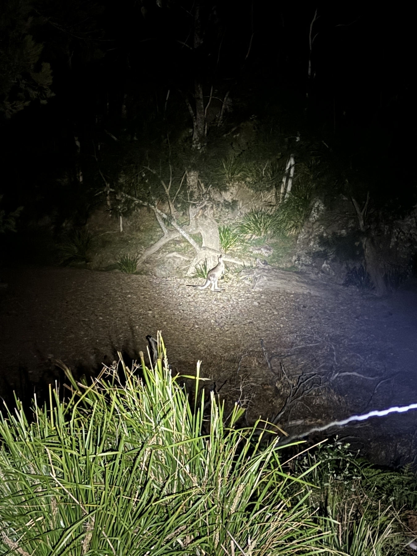 A kangaroo on a river bed at night in a spotlight