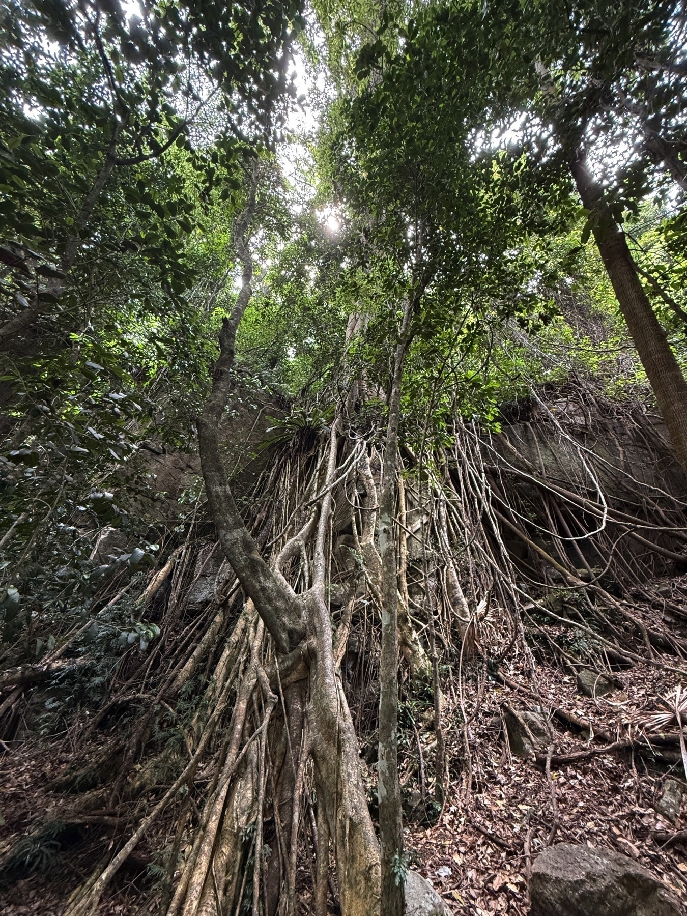 Crazy root system of a tree during a recent Bushwalk at Minnamurra