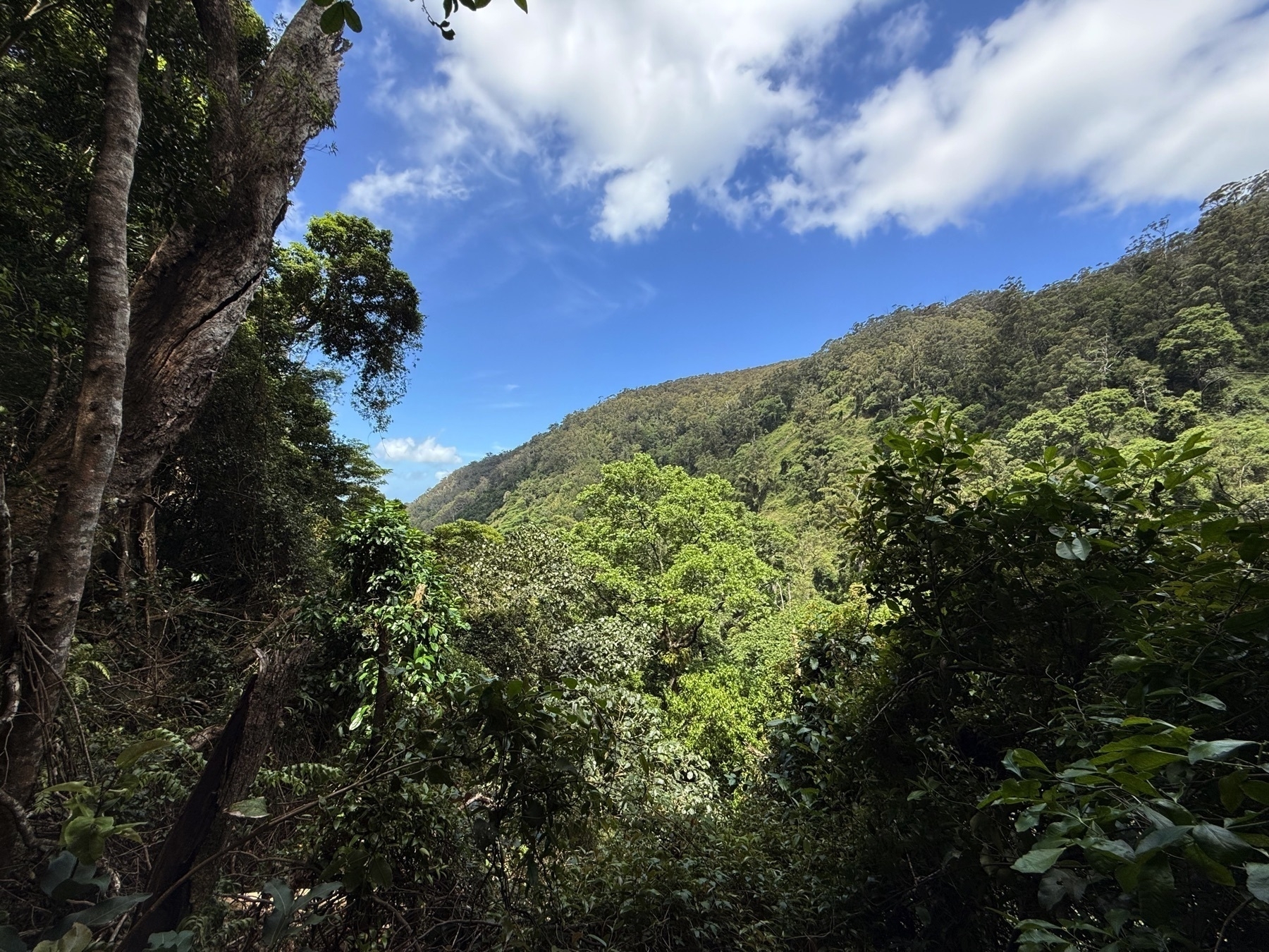 Distant hills on Bushwalk at Minnamurra