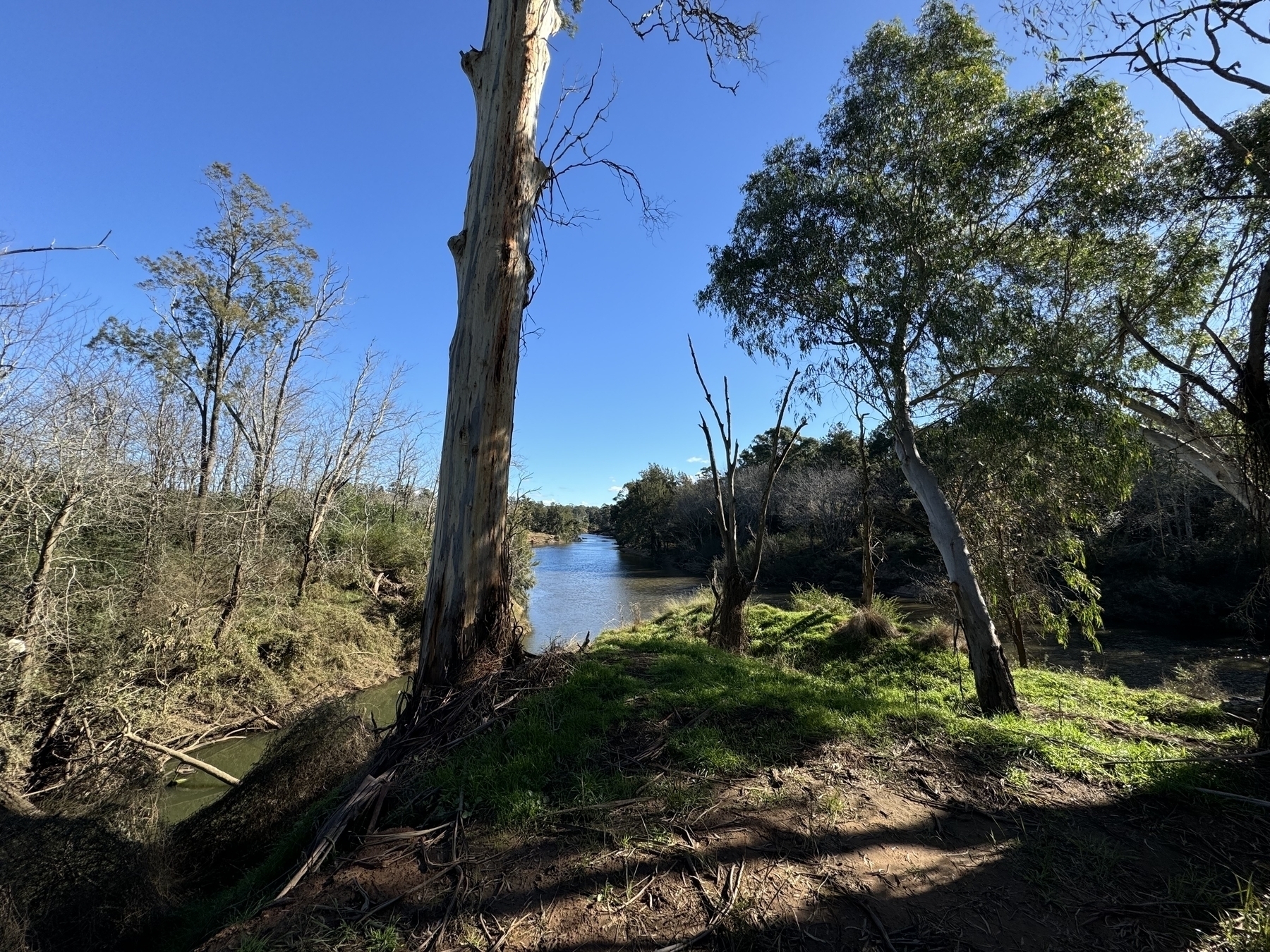 The Nepean river lookout again where it connects with a creek and trees in the foreground
