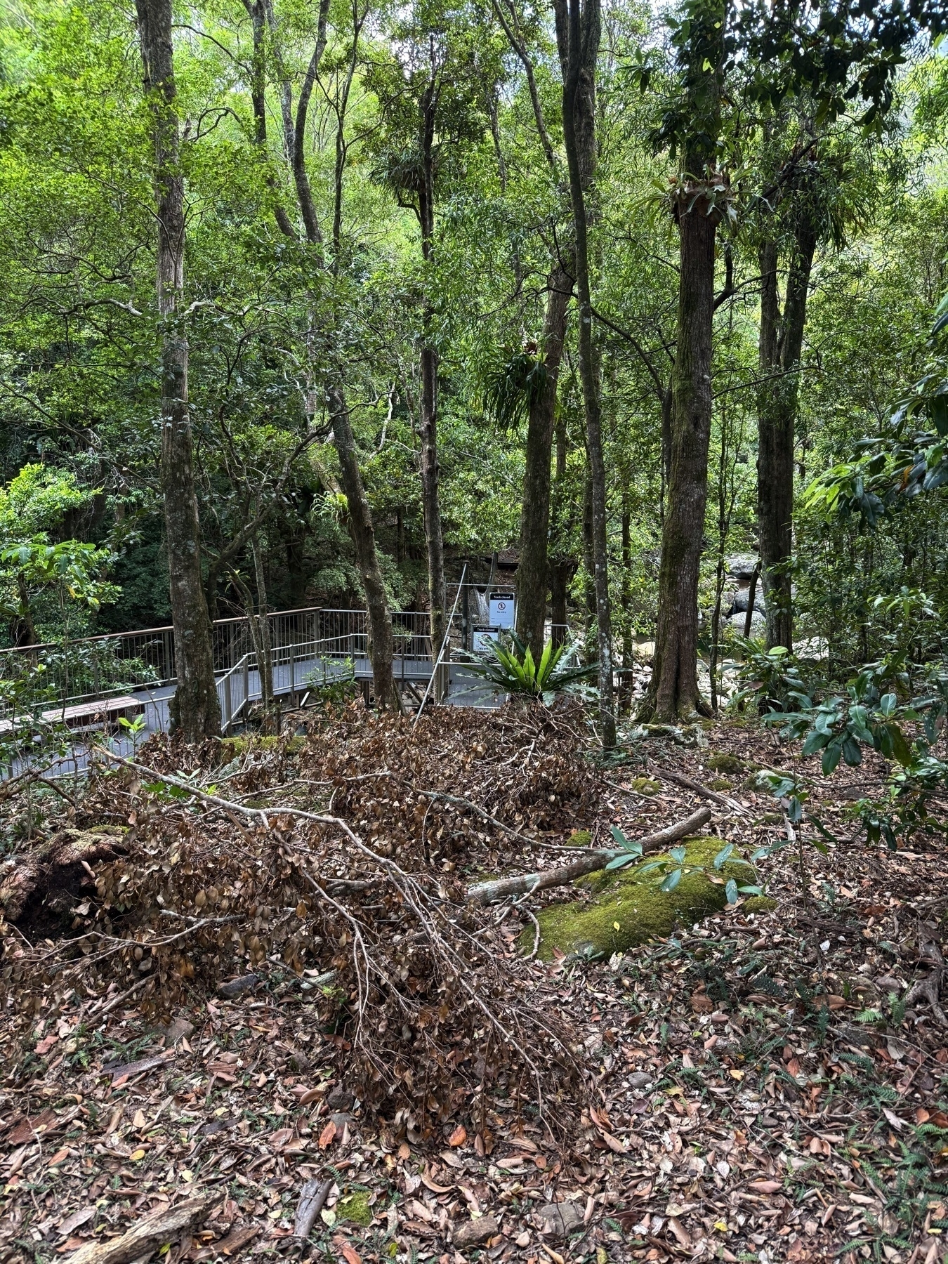 Bushwalk at Minnamurra