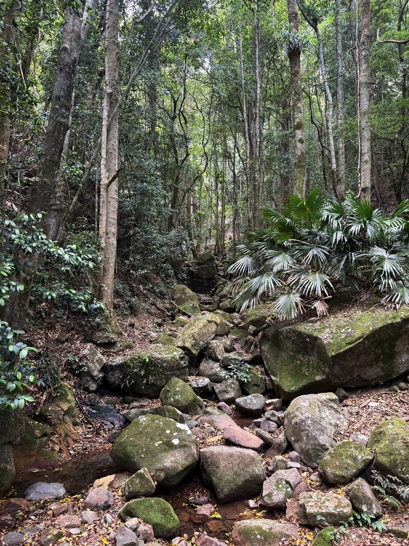 Rocks and trees on a Bushwalk at Minnamurra