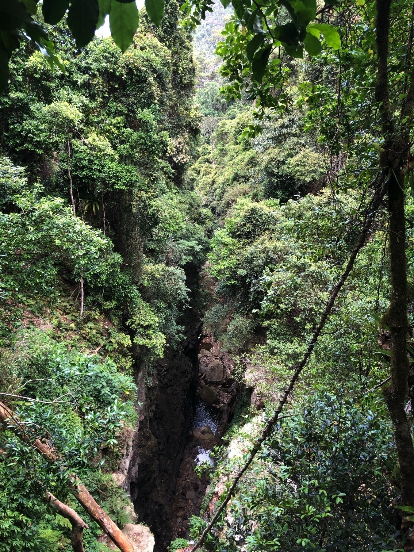 Looking down the gorge on the Bushwalk at Minnamurra