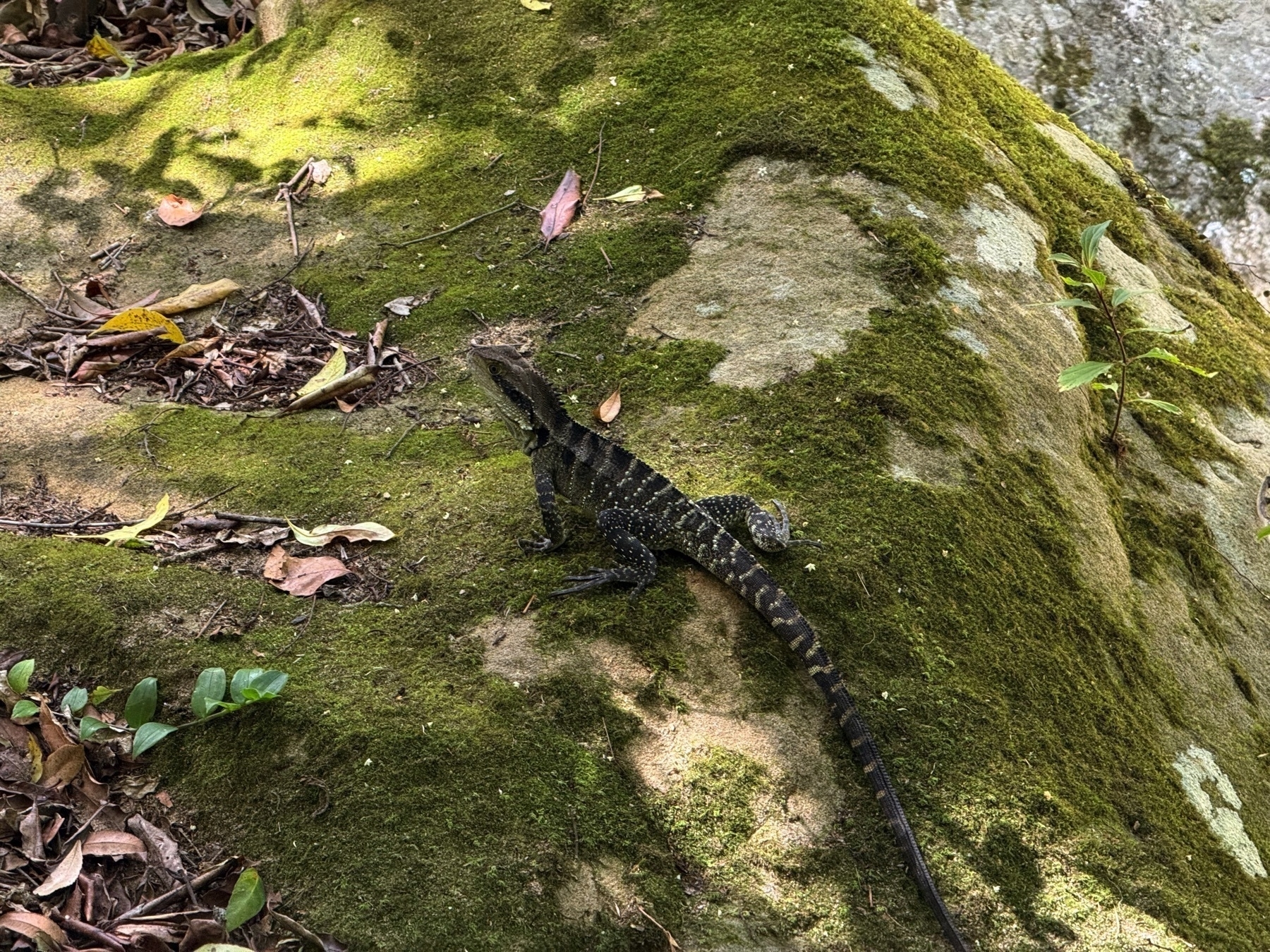 Lizard on a rock