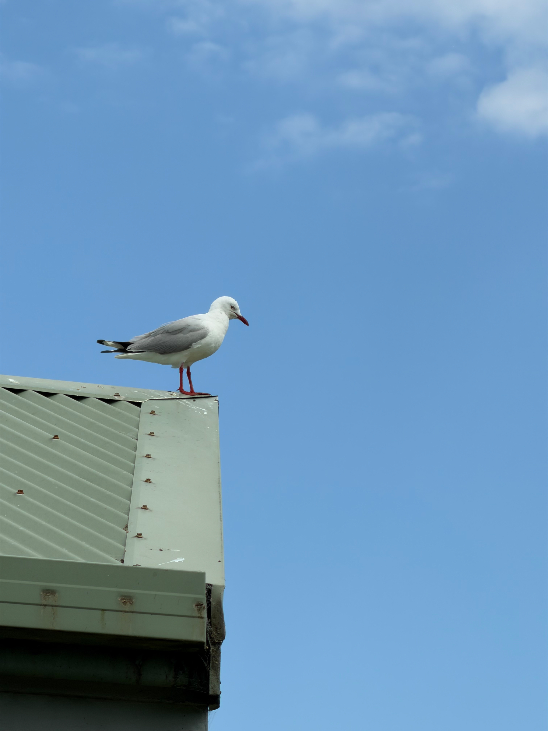 A solitary seagull looking out at the ocean from the peak of a cabin