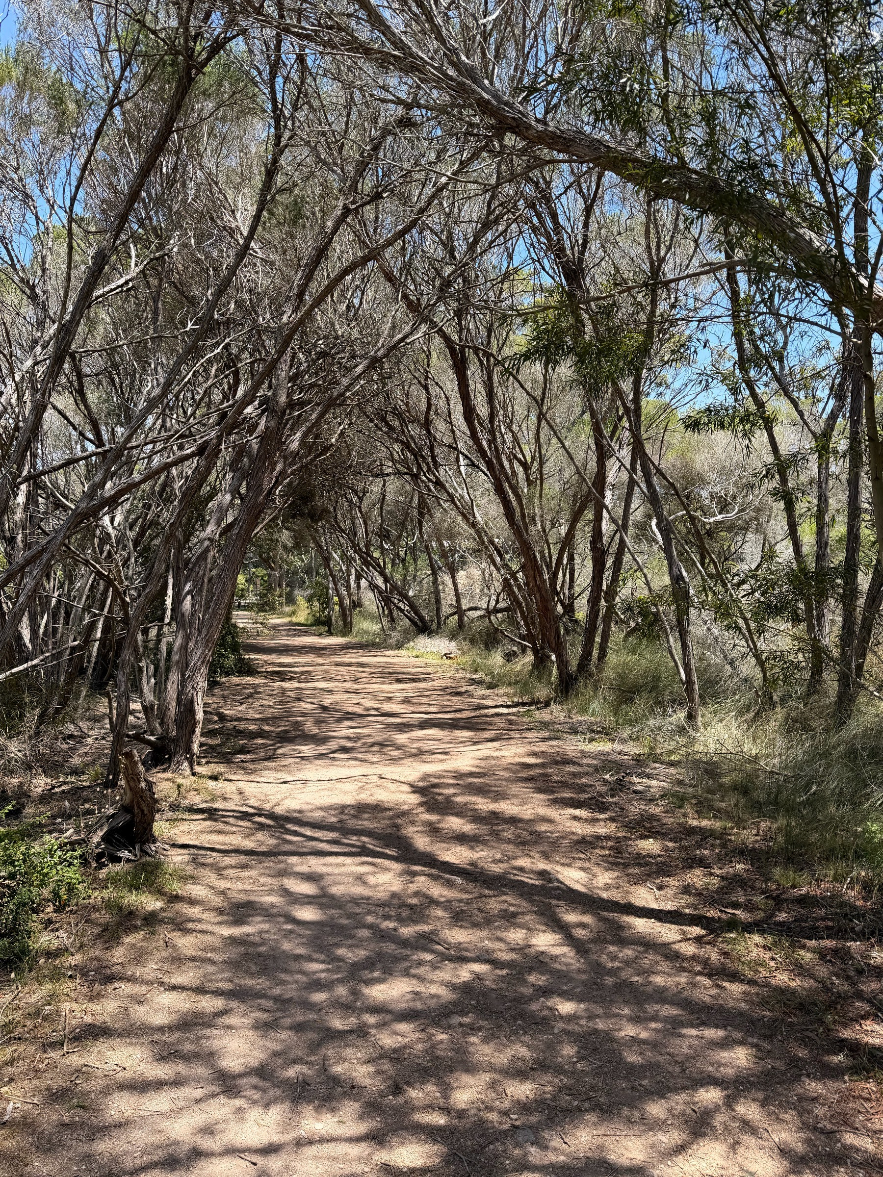 Trees over a gravel path 