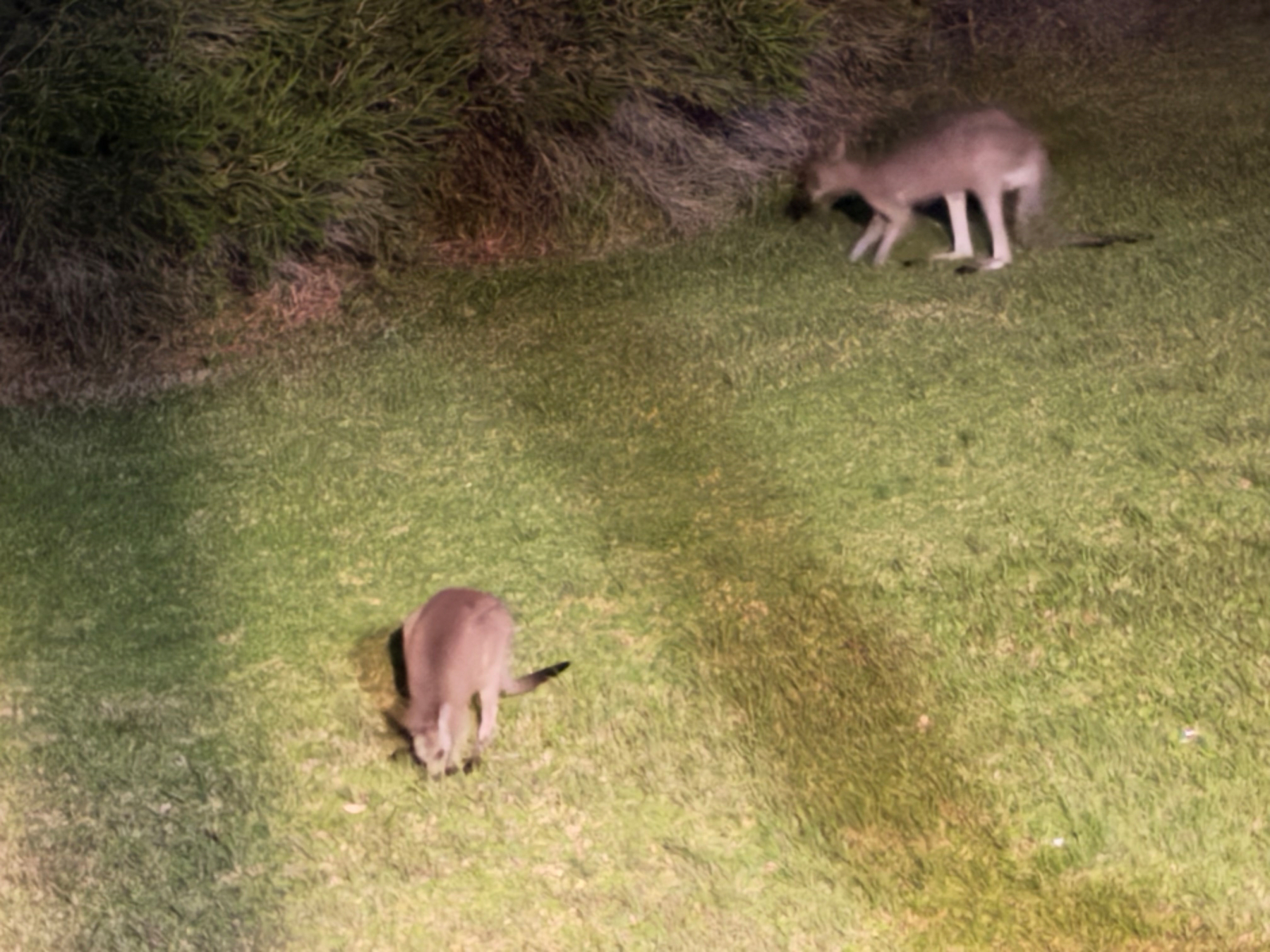 Kangaroos munching outside my cabin last night 