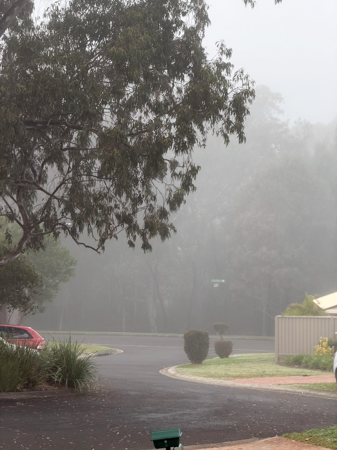 A foggy suburban street scene with trees, neatly trimmed bushes, and parked cars is visible.