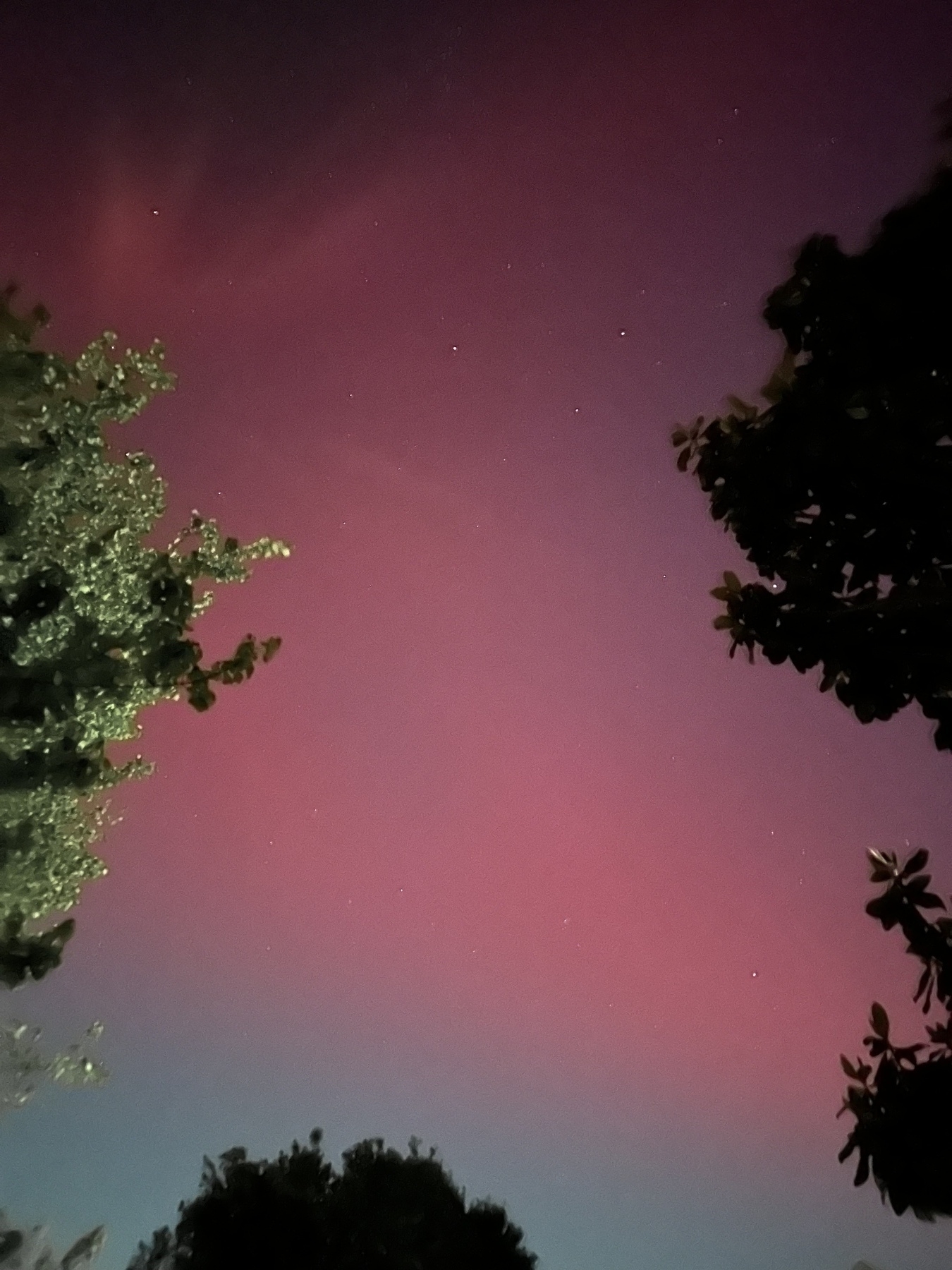 Auto-generated description: A twilight sky showcases a gradient from pink to blue, dotted with stars, and framed by silhouetted tree foliage.