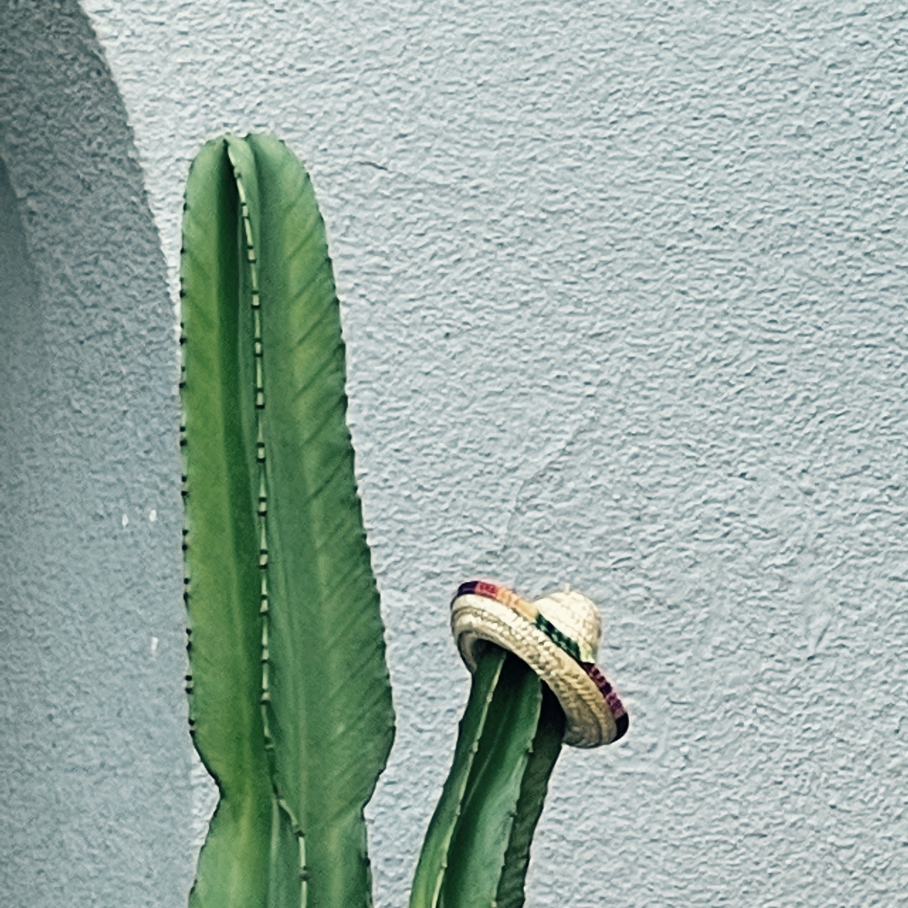 a cactus with a tiny sombrero on top