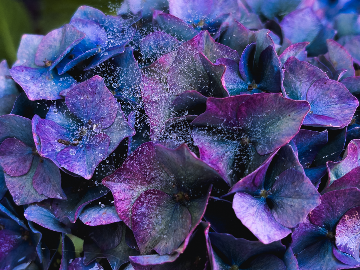 A photo of a bougainvillea flower.