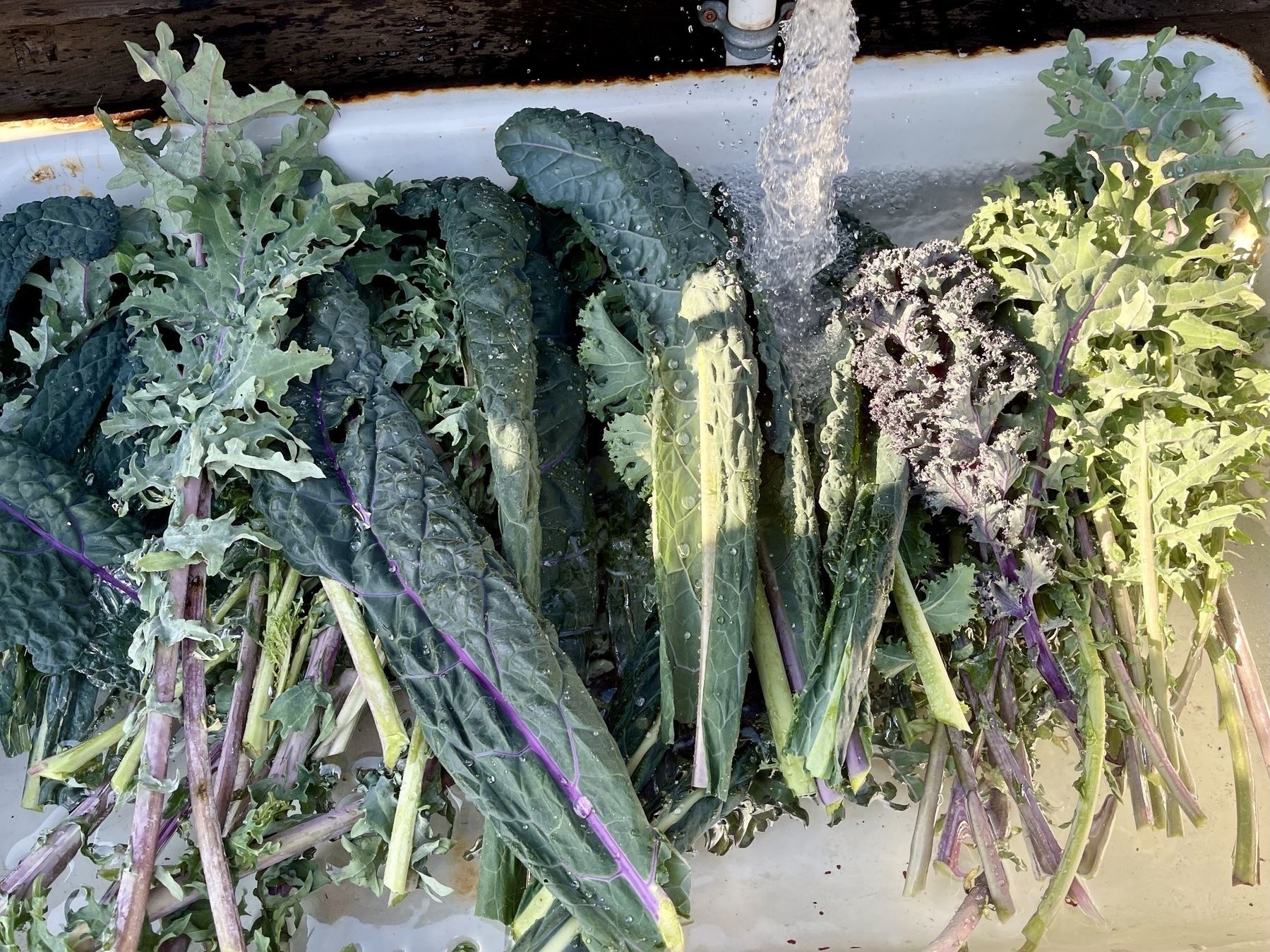 Kale being washed in a big basin.