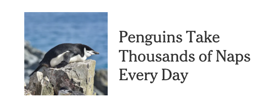 A screenshot of a headline reading "Penguins Take
Thousands of Naps
Every Day"