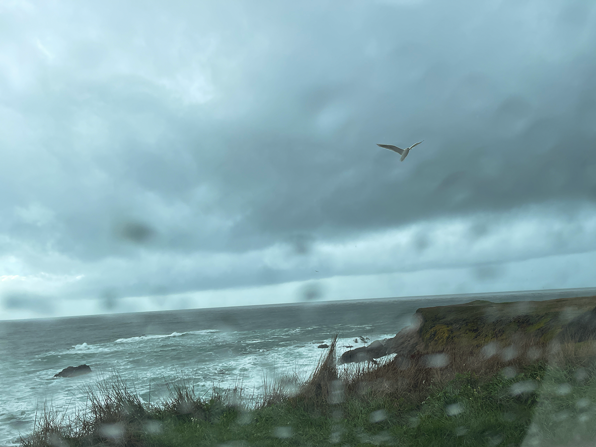 An image of a wheeling seagull over a rock-strewn sea, through a car windshield