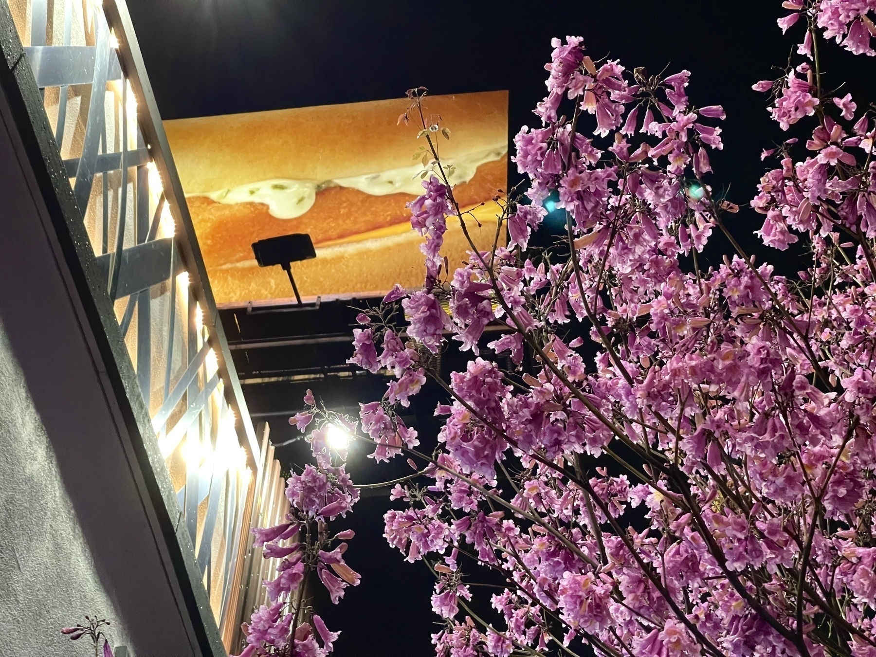 A photo taken at night with a flowering tree in the foreground and a billboard showing a cheeseburger in the background. 