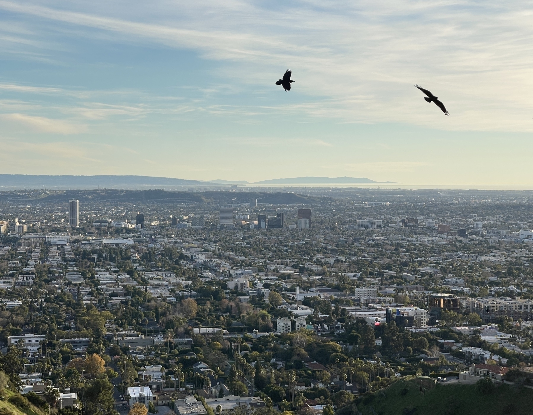 A photo of Los Angeles taken from the Hollywood Hills, with two ravens wheeling in the breeze and Catalina Island silhouetted in the distance. 