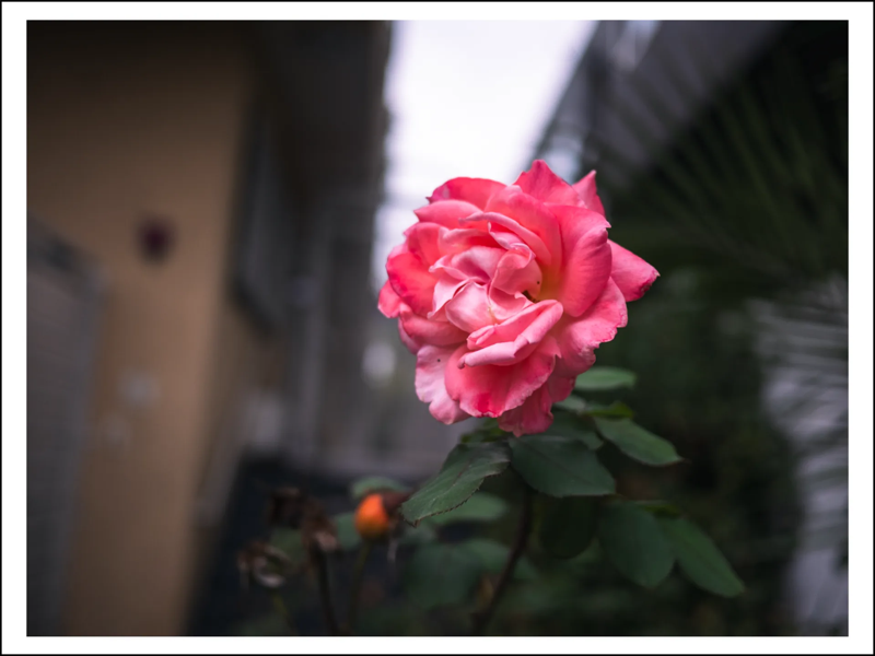 A photo of a pink rose