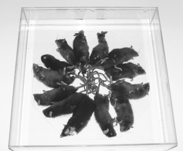 A photo of a dozen rats with their tails tied together, all dead, in a clear lucite specimen case.