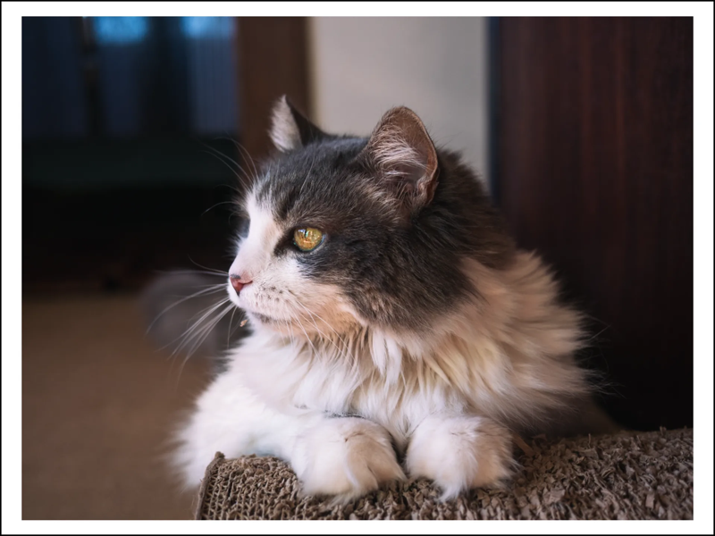 A photo of a white and gray cat laying on a scratchy