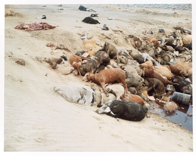 A photo by Richard Misrach showing dozens of dead animals, some clearly cows and calves, others unidentifiable, spilling into a sandy pit