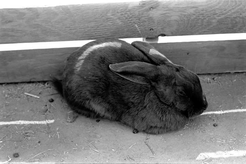 A black-and-white photograph of a black bunny rabbit