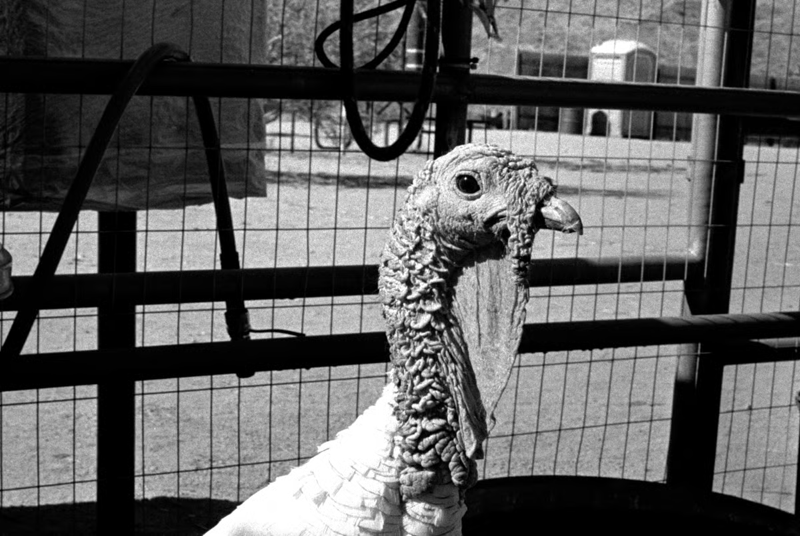A black-and-white photograph of a turkey's head