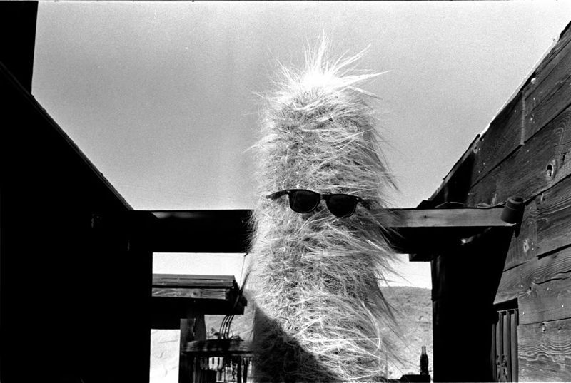A black-and-white photograph of a cactus wearing sunglasses