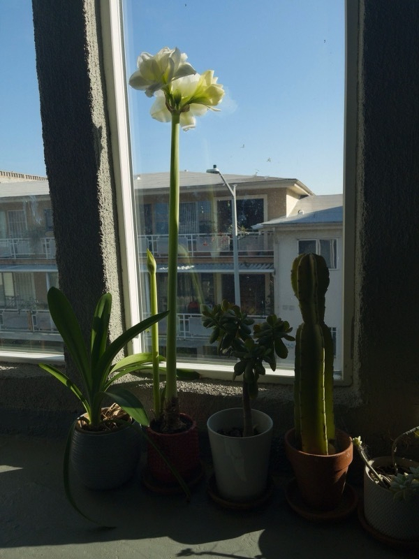 A photo of a white amaryllis in bloom, amidst other potted plants in an apartment complex walkway