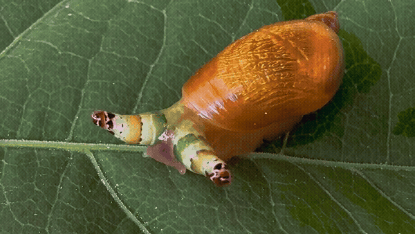 A video of an amber snail with pulsating eye tendrils that look like caterpillars