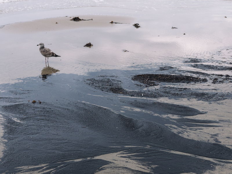A photo of sand that is reflective because of its wetness, with a seagull standing to the side.