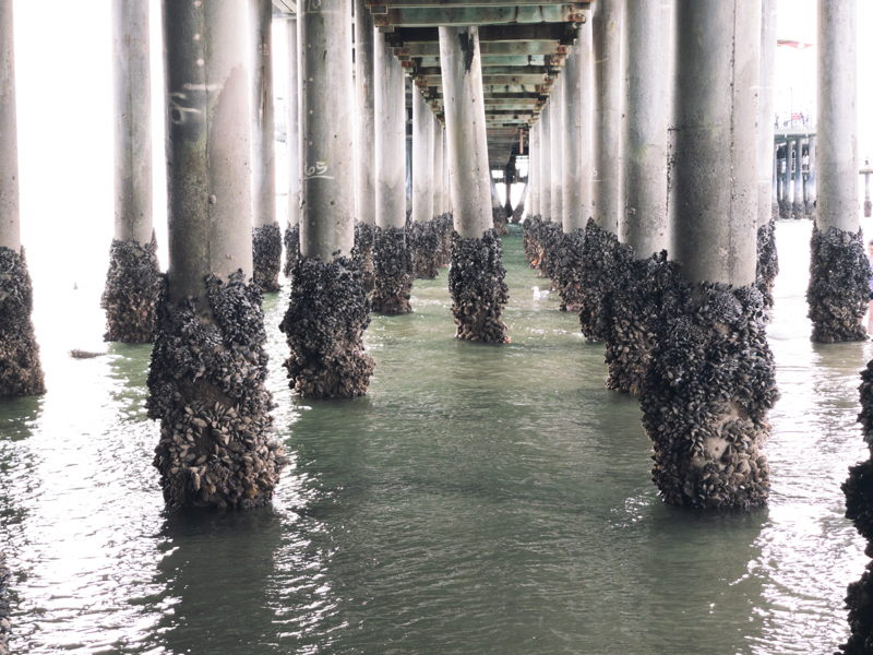 A photo of the underside of the Santa Monica Pier showing the pilings covered with mussels.