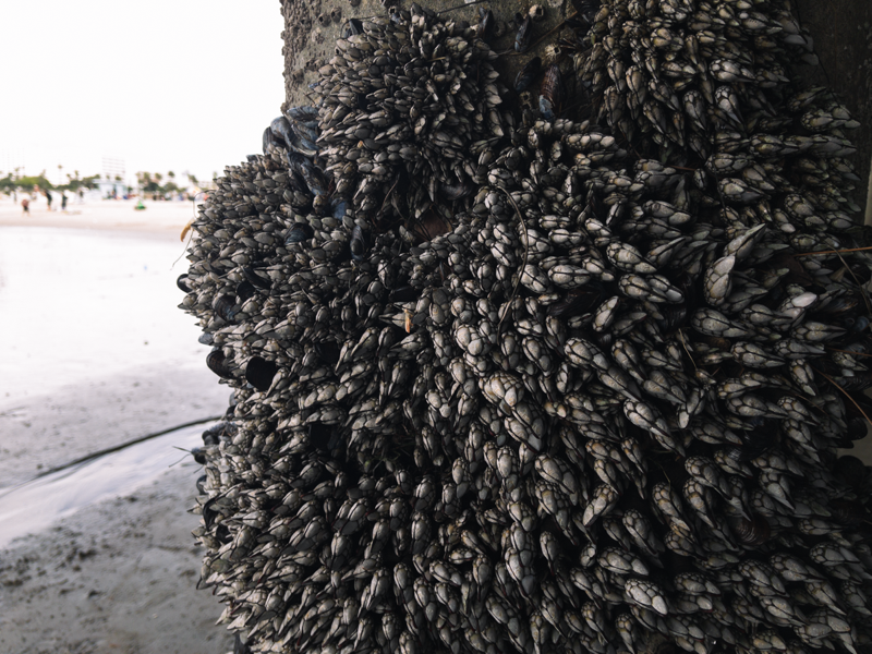 A photo of a bunch of barnacles stuck to a piling