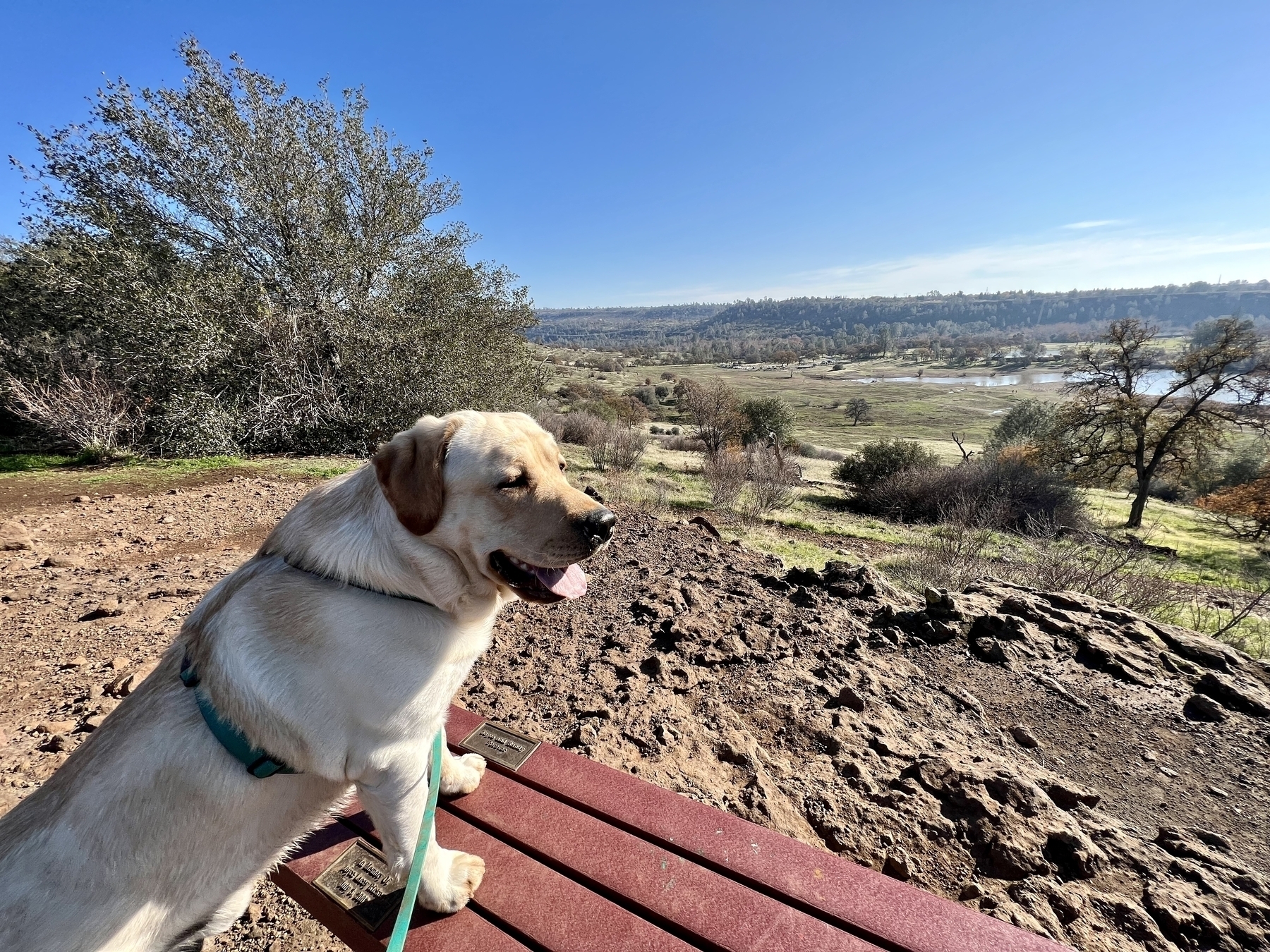 Yellow  English Lab on a park bench looking over a valley