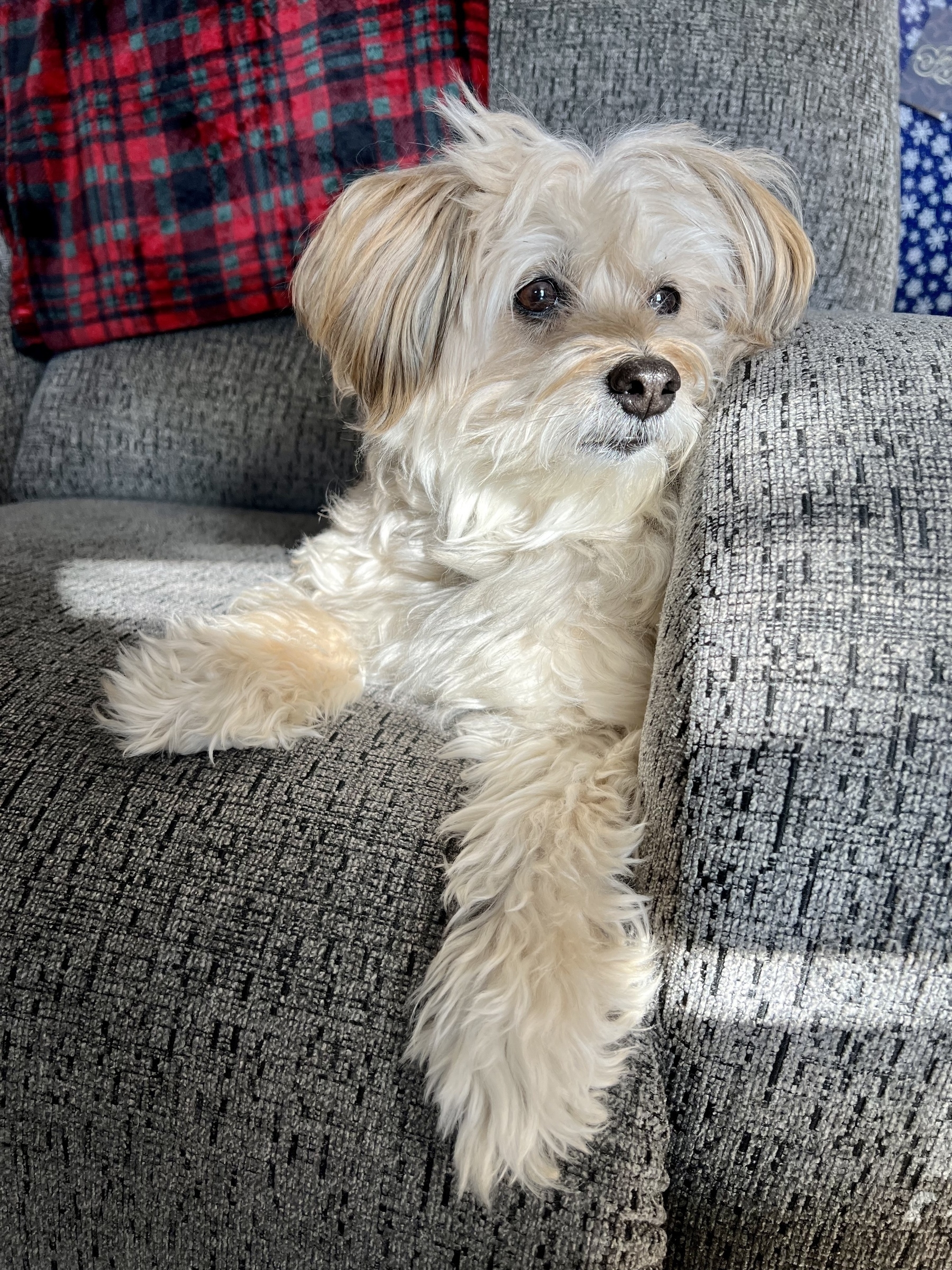 White dog with floppy ears, black eyes, and an adorable black / shinny nose, on a grey/green recliner with a red plaid blanket in the background, looking off into the distance.