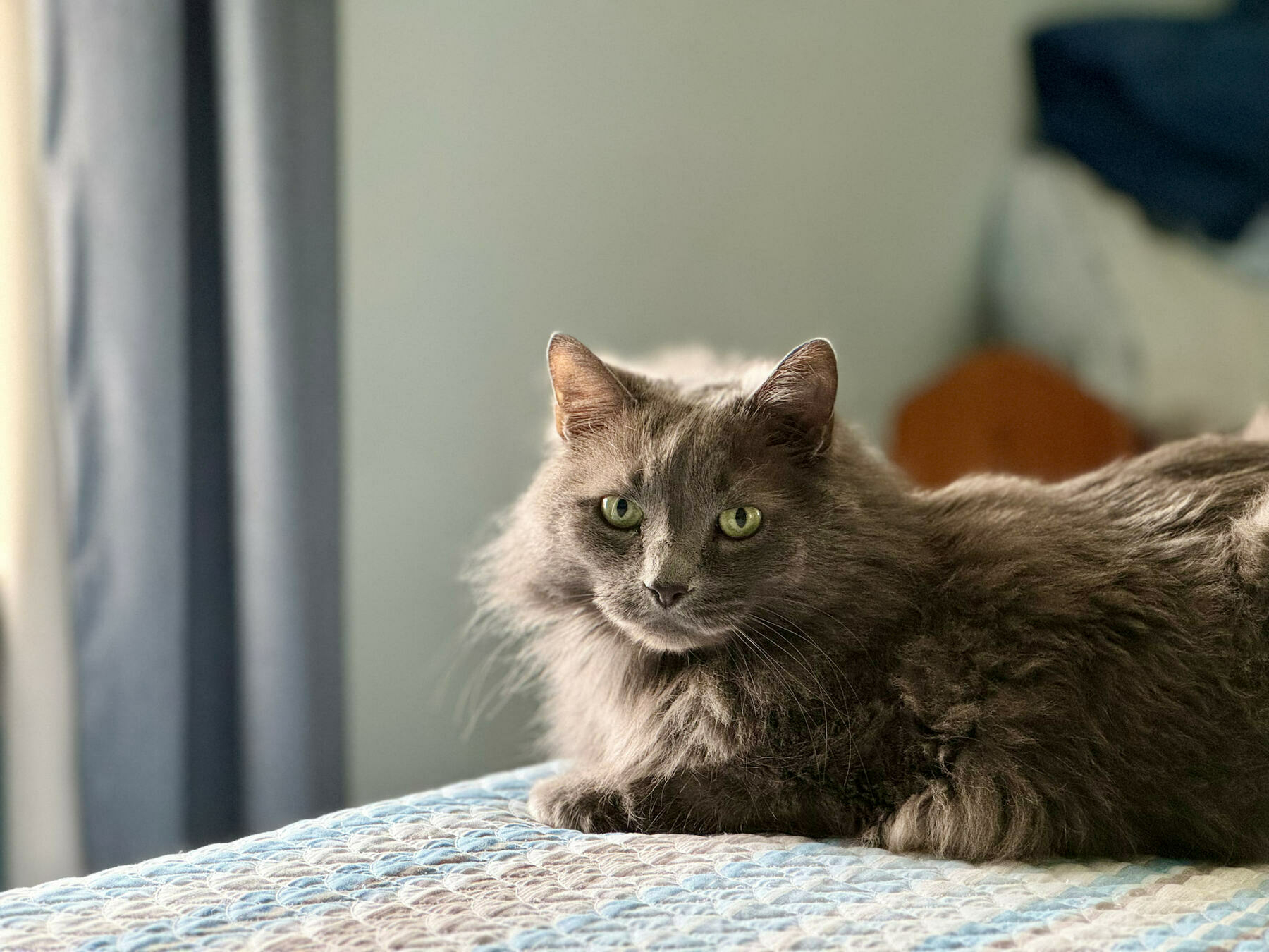 Grey cat, with yellow eyes, on a bed, looking at the camera.