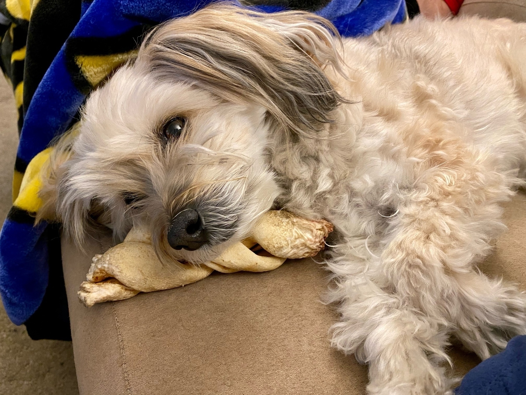 White dog on a couch, laying on a bone.