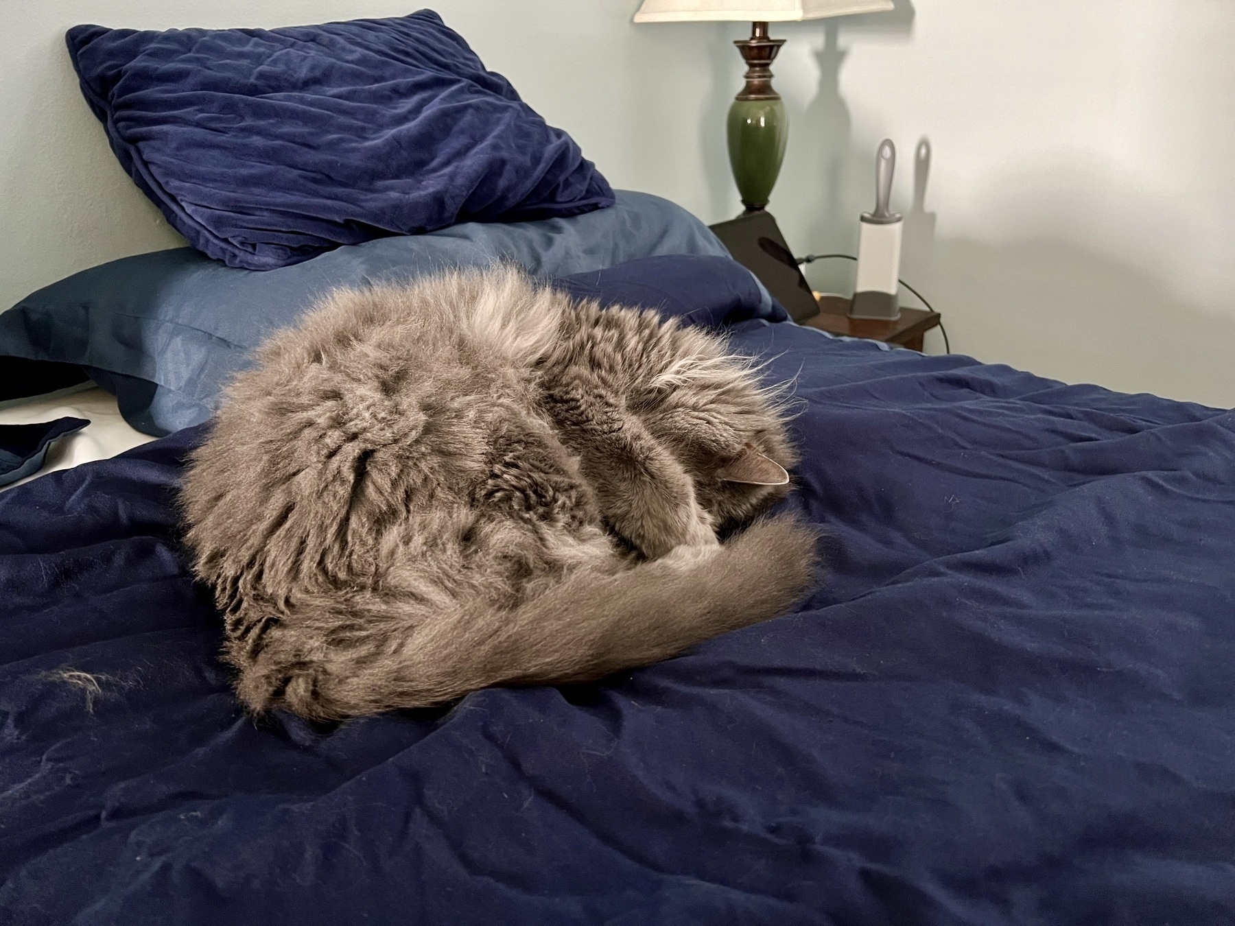 Grey cat, curled up and hiding his face with his paws, on a blue bedspread, with blue pillows behind him.