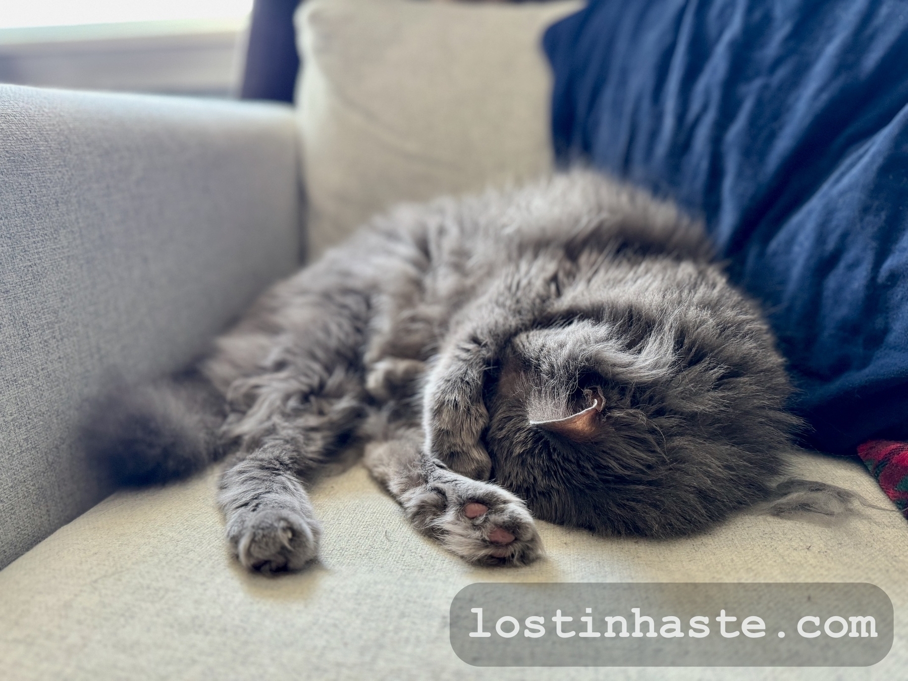 A fluffy gray cat is curled up sleeping on a couch beside a blue pillow, with the text 'lostinhaste.com' overlaid at the bottom.