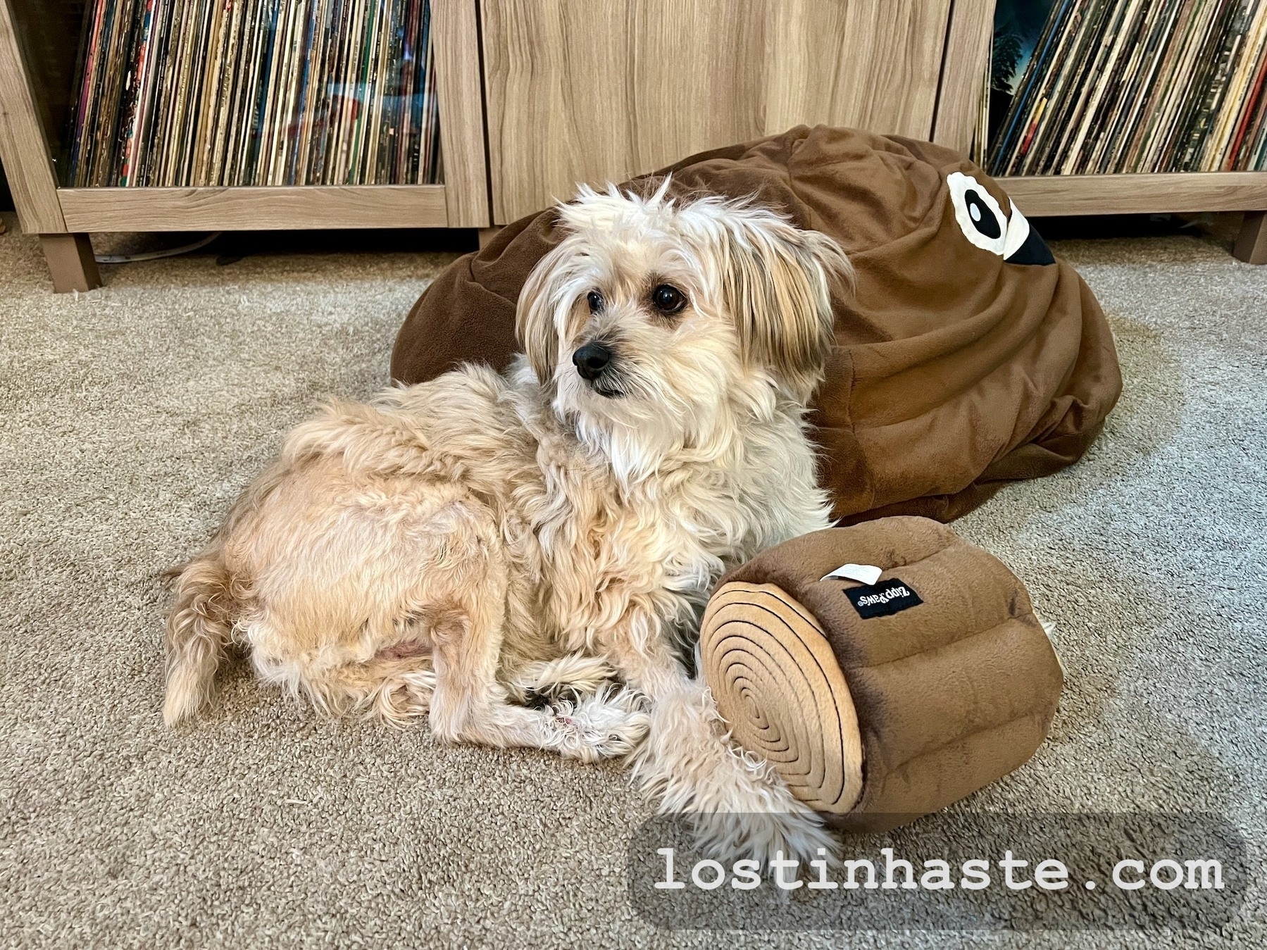 A small dog rests beside a cinched plush toy resembling a log, in a room with a record collection.
